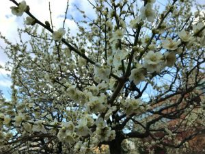 ume